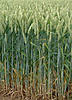 1° volo minimag-sport: regolazione minimo dei motori brushless?-200px-wheat_field.jpg