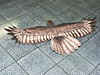 aquila (rapace) RC-pict0009.jpg