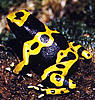 aracnofobia e aereomodellismo-dendrobates-leucomelas-ridotta.jpg