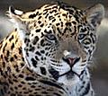 L'avatar di giaguaro99